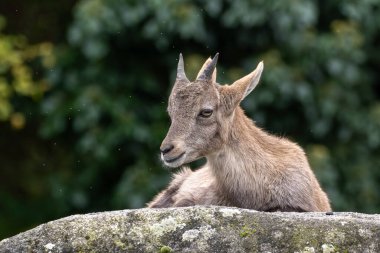 Genç dağ keçisi bir kayanın üzerinde - Alman parkında Capra dağ keçisi