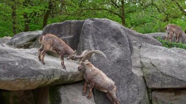 İki dağ keçisi dişilerin ve bölgelerin üzerinde kafa kafaya çarpışır. Avrupa Alpleri 'nin dağlarında yaşayan vahşi bir keçi türü..