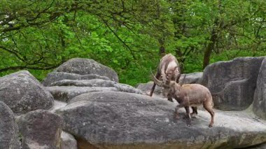 İki dağ keçisi dişilerin ve bölgelerin üzerinde kafa kafaya çarpışır. Avrupa Alpleri 'nin dağlarında yaşayan vahşi bir keçi türü..