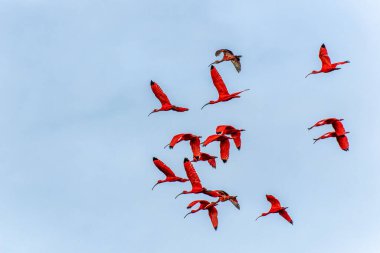 Büyük kızıl aynalı ayılar evlerine, uyudukları yere, yani Revoada dos guaras 'a uçuyorlar. Bu da Brezilya' daki Parnaiba Nehri Deltası 'nda her gün meydana gelen bir fenomen.
