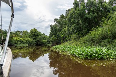 Igarape do Urubu Nehri, Delta das Canarias, Ilha das Canarias, Brezilya 'da tekne gezisi. Amazon yağmur ormanları. Güney Amerika
