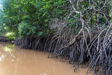 Igarape do Urubu Nehri, Delta das Canarias, Ilha das Canarias, Brezilya 'da tekne gezisi. Amazon yağmur ormanları. Güney Amerika