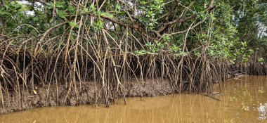 Igarape do Urubu Nehri, Delta das Canarias, Ilha das Canarias, Brezilya 'da tekne gezisi. Amazon yağmur ormanları. Güney Amerika
