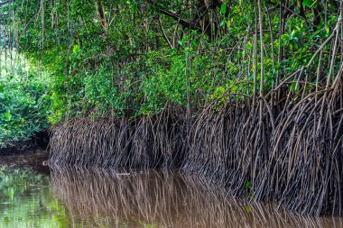 Igarape do Urubu Nehri, Delta das Canarias, Ilha das Canarias, Brezilya 'da tekne gezisi. Amazon yağmur ormanları. Güney Amerika