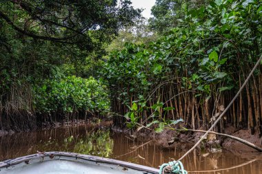 Igarape do Urubu Nehri, Delta das Canarias, Ilha das Canarias, Brezilya 'da tekne gezisi. Amazon yağmur ormanları. Güney Amerika