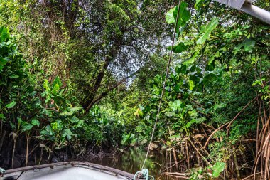 Igarape do Urubu Nehri, Delta das Canarias, Ilha das Canarias, Brezilya 'da tekne gezisi. Amazon yağmur ormanları. Güney Amerika