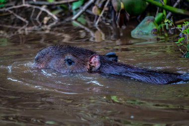 Capybara, Hydrochoerus hydrochaeris at the Igarape do Urubu River, Delta das Canarias, Ilha das Canarias, Brazil. Amazon yağmur ormanları. Güney Amerika