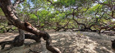 Brezilya 'daki Natal, Rio Grande do Norte' de dünyanın en büyük kaju ağacı..