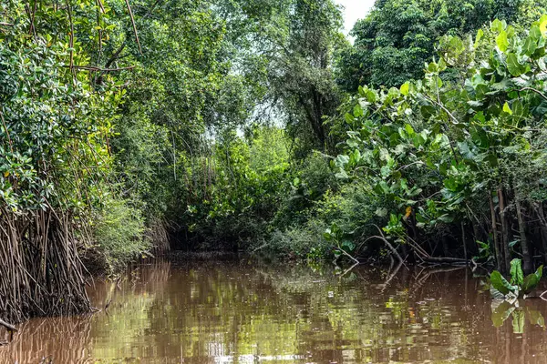 Igarape do Urubu Nehri, Delta das Canarias, Ilha das Canarias, Brezilya 'da tekne gezisi. Amazon yağmur ormanları. Güney Amerika