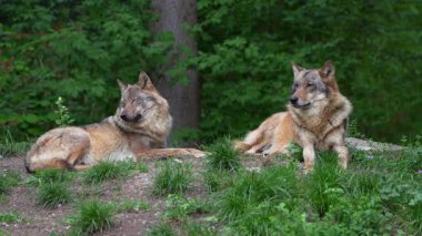 Kurt, gri kurt ya da kereste kurdu olarak da bilinen, Avrasya ve Kuzey Amerika 'nın vahşi ve uzak bölgelerinde yaşayan bir köpek türüdür..