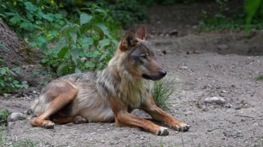 Kurt, gri kurt ya da kereste kurdu olarak da bilinen, Avrasya ve Kuzey Amerika 'nın vahşi ve uzak bölgelerinde yaşayan bir köpek türüdür..