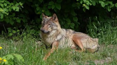 Kurt, gri kurt ya da kereste kurdu olarak da bilinen, Avrasya ve Kuzey Amerika 'nın vahşi ve uzak bölgelerinde yaşayan bir köpek türüdür..