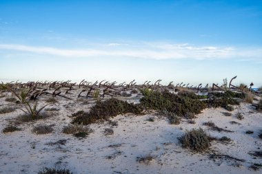 Portekiz, Algarve, Tavira 'daki Praia do Barril plajındaki Anchor Mezarlığı' nın sahilindeki paslı eski çapalar.