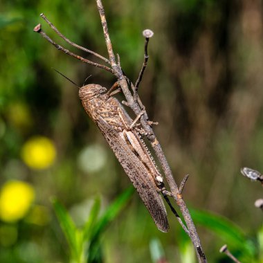 Kahverengi bir plaj çekirgesi, Algarve, Portekiz 'deki Vale Fuzeiros' taki Arkeoloji Pisti 'nde Aiolopus yayılıyor. Bu Acrididae çekirgesinin kısa bacaklı çekirgesi.