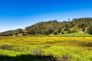 Troviscais 'den Mira Nehri' ne giden sarı çiçekler Atlantik Okyanusu 'na, Troviscais' e, Vicentine Coast Natural Park 'a, Portekiz' e, Rota Vicentina Sahili 'ne akıyor. Balıkçı Patikası