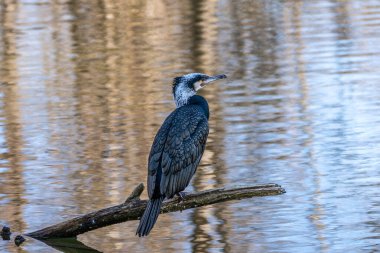 Kuzey yarımküre boyunca büyük siyah karabatak olarak bilinen büyük karabatak, Avustralya 'daki siyah karabatak ve Yeni Zelanda' nın daha güneyindeki siyah karabatak