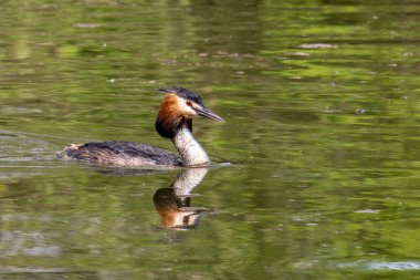 Great Crested Grebe, Podiceps kristali turuncu güzel renklerle, kırmızı gözlü bir su kuşu. Eski Dünya 'da bulunan en büyük aile üyesidir..