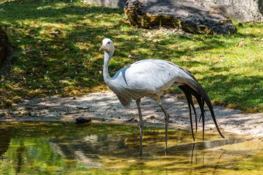 Grus paradisea, Güney Afrika 'ya özgü nesli tükenmekte olan bir kuş türü. Güney Afrika 'nın ulusal kuşudur.