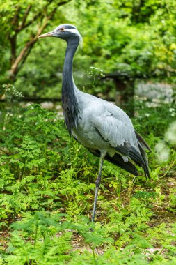 Demokiselle Crane ve Anthropoides başak kuşları gün boyunca açık yeşil çayırlarda yaşarlar. Orta Avrupa 'da bulunan bir turna türüdür.