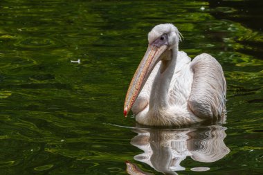 Büyük Beyaz Pelikan (