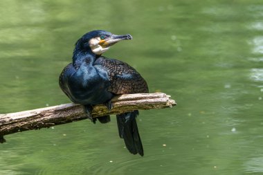 Kuzey yarımküre boyunca büyük siyah karabatak olarak bilinen büyük karabatak, Avustralya 'daki siyah karabatak ve Yeni Zelanda' nın daha güneyindeki siyah karabatak