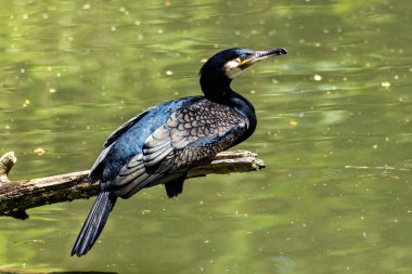 Kuzey yarımküre boyunca büyük siyah karabatak olarak bilinen büyük karabatak, Avustralya 'daki siyah karabatak ve Yeni Zelanda' nın daha güneyindeki siyah karabatak