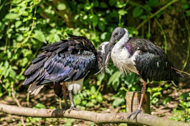 Saman boyunlu Ibis, Threskiornis spinicollis, Threskiornithidae familyasından bir kuş türü..