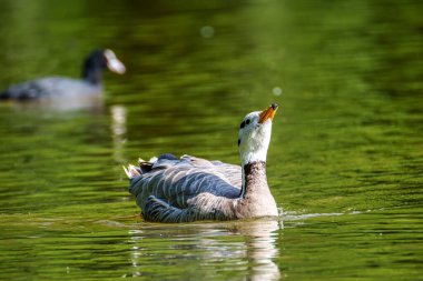 Çubuk başlı kaz Anser indicus, Orta Asya 'da, Güney Asya' daki dağ gölleri ve kışların yakınında, Hindistan yarımadasının güneyine kadar uzanan kolonilerde üreyen bir kazdır..