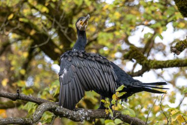 Kuzey yarımküre boyunca büyük siyah karabatak olarak bilinen büyük karabatak, Avustralya 'daki siyah karabatak ve Yeni Zelanda' nın daha güneyindeki siyah karabatak