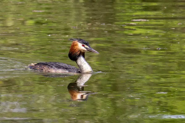Great Crested Grebe, Podiceps kristali turuncu güzel renklerle, kırmızı gözlü bir su kuşu. Eski Dünya 'da bulunan en büyük aile üyesidir..