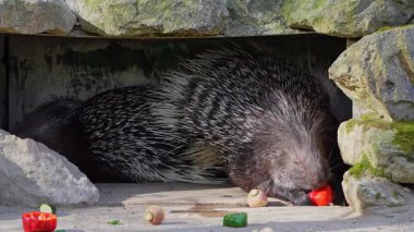 Hint armalı kirpi (