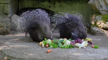 Hint armalı kirpi (