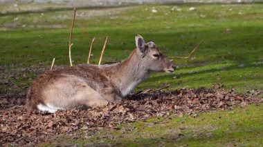 Fallow deer, Dama mezopotamya, Cervidae familyasından bir memeli türü..