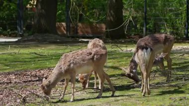 Fallow deer, Dama mezopotamya, Cervidae familyasından bir memeli türü..