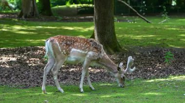 Fallow deer, Dama mezopotamya, Cervidae familyasından bir memeli türü..
