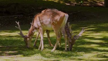 Fallow deer, Dama mezopotamya, Cervidae familyasından bir memeli türü..