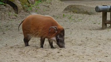 Kızıl nehir domuzu, Potamochoerus porcus, ayrıca çalı domuzu olarak da bilinir. Bu domuzun yer altında yiyecek bulmak için keskin bir koku alma duyusu var..