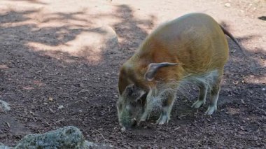 Kızıl nehir domuzu, Potamochoerus porcus, ayrıca çalı domuzu olarak da bilinir. Bu domuzun yer altında yiyecek bulmak için keskin bir koku alma duyusu var..