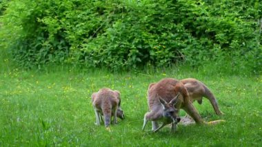 Kırmızı kanguru, Macropus Rufus tüm kanguruların en büyüğü, Avustralya 'ya özgü en büyük karasal memeli ve mevcut en büyük keseli hayvandır..