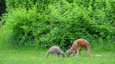 Kırmızı kanguru, Macropus Rufus tüm kanguruların en büyüğü, Avustralya 'ya özgü en büyük karasal memeli ve mevcut en büyük keseli hayvandır..