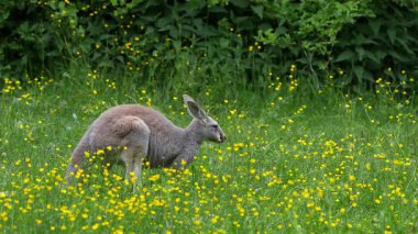 Kırmızı kanguru, Macropus Rufus tüm kanguruların en büyüğü, Avustralya 'ya özgü en büyük karasal memeli ve mevcut en büyük keseli hayvandır..