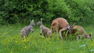 Kırmızı kanguru, Macropus Rufus tüm kanguruların en büyüğü, Avustralya 'ya özgü en büyük karasal memeli ve mevcut en büyük keseli hayvandır..