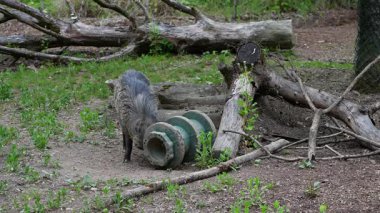 Visayan siğil domuzu Sus cebifrons, Sus cinsinde soyu tükenmekte olan bir domuz türüdür. Filipinler 'in orta kesimindeki Visayan Adaları' na endemiktir..