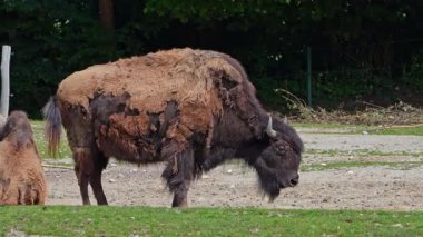 Bizon ya da bizon, bir zamanlar Kuzey Amerika 'da geniş sürüler halinde yaşayan bir bizon türüdür.. 