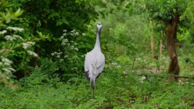 Demokiselle Crane ve Anthropoides başak kuşları gün boyunca açık yeşil çayırlarda yaşarlar. Orta Avrupa 'da bulunan bir turna türüdür.