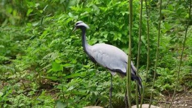 Demokiselle Crane ve Anthropoides başak kuşları gün boyunca açık yeşil çayırlarda yaşarlar. Orta Avrupa 'da bulunan bir turna türüdür.