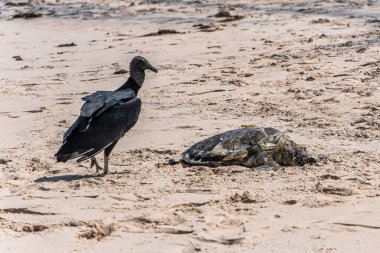 Brezilya 'nın Ceara kentindeki Aracati' de Canoa Quebrada sahilinde ölü bir kaplumbağa yiyen akbabalar..
