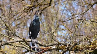 Kuzey yarımküre boyunca büyük siyah karabatak olarak bilinen büyük karabatak, Avustralya 'daki siyah karabatak ve Yeni Zelanda' nın daha güneyindeki siyah karabatak
