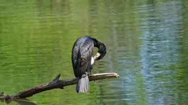 Kuzey yarımküre boyunca büyük siyah karabatak olarak bilinen büyük karabatak, Avustralya 'daki siyah karabatak ve Yeni Zelanda' nın daha güneyindeki siyah karabatak