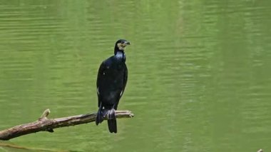 Kuzey yarımküre boyunca büyük siyah karabatak olarak bilinen büyük karabatak, Avustralya 'daki siyah karabatak ve Yeni Zelanda' nın daha güneyindeki siyah karabatak